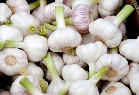 تصویر 2 از سیر محلی شمال با تندی بالا و خاصیت فراوان